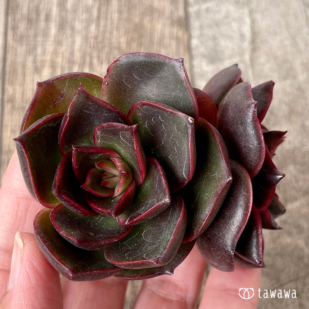 新入荷＊ ロンギシマ × ブラックローズ sp【多頭】（チャンヒー農園苗