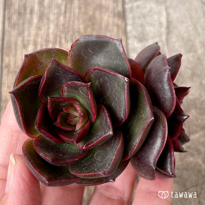 ＊新入荷＊　ロンギシマ × ブラックローズ sp【多頭】（チャンヒー農園苗）