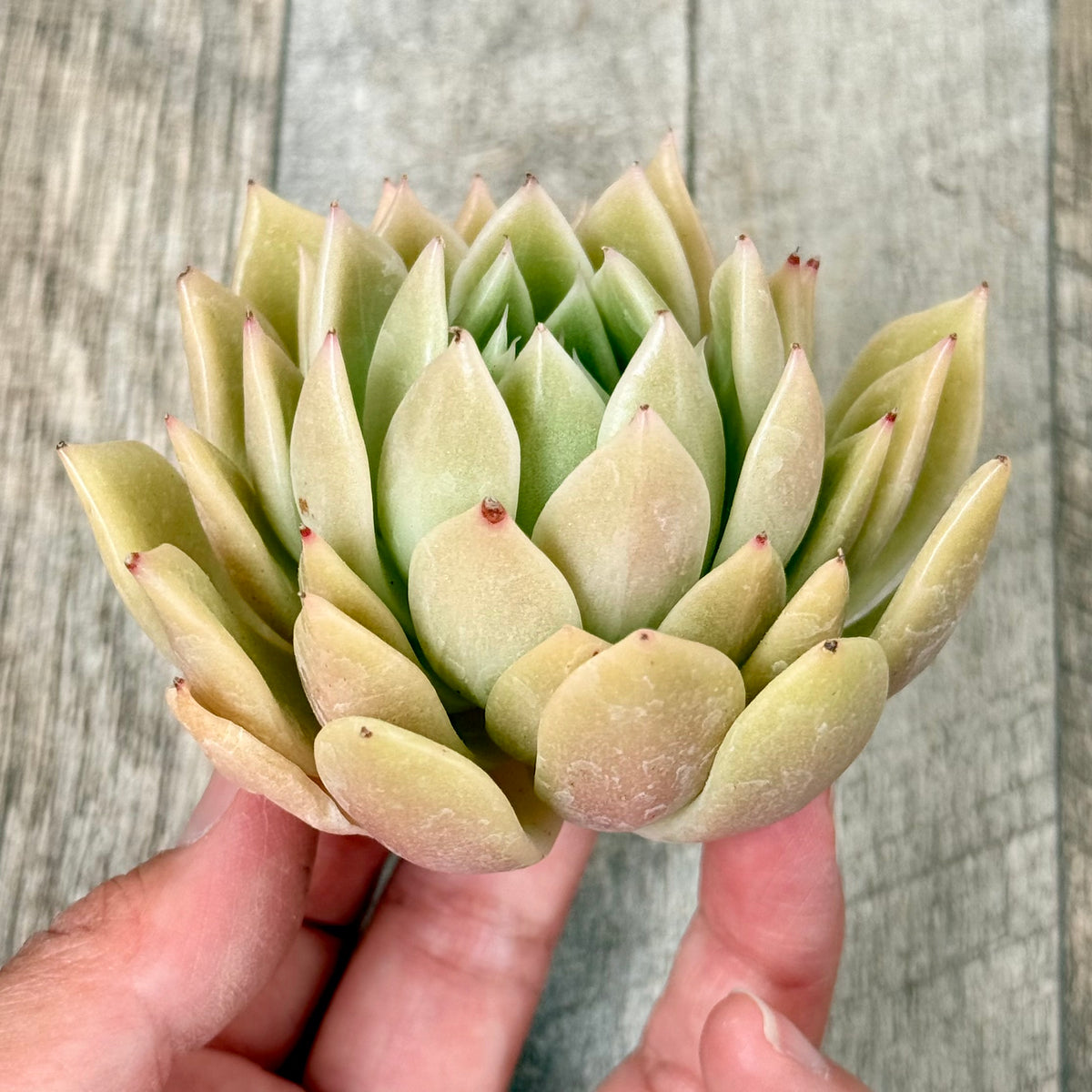 Gold Bird (Changhee Farm Seedlings)