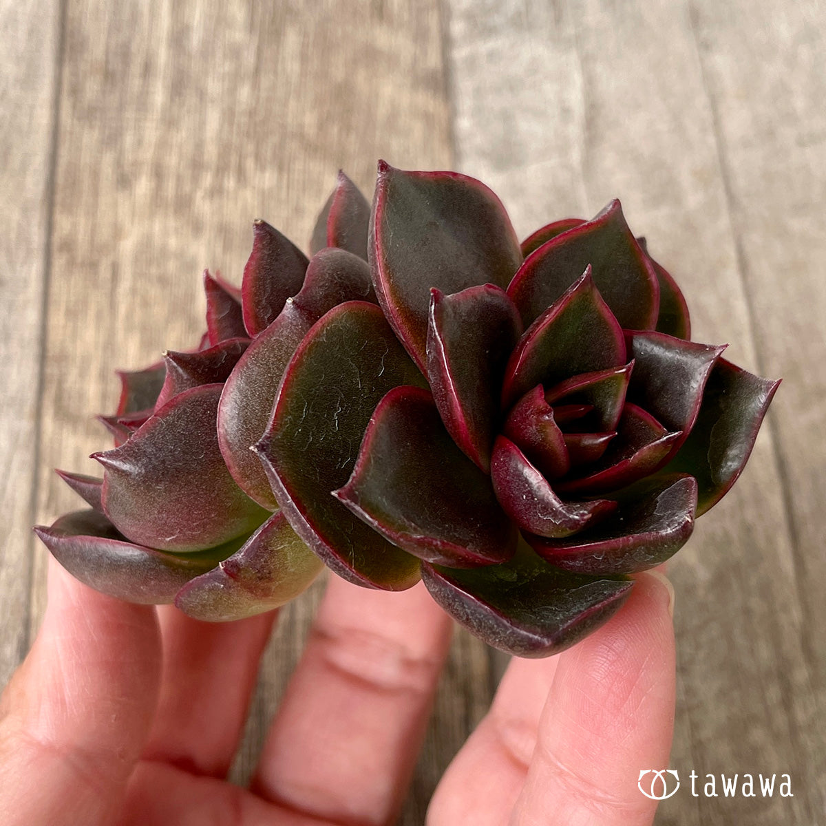 ロンギシマ × ブラックローズ sp【多頭】（チャンヒー農園苗） – 多肉