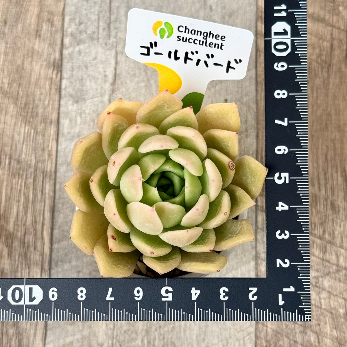 Gold Bird (Changhee Farm Seedlings)