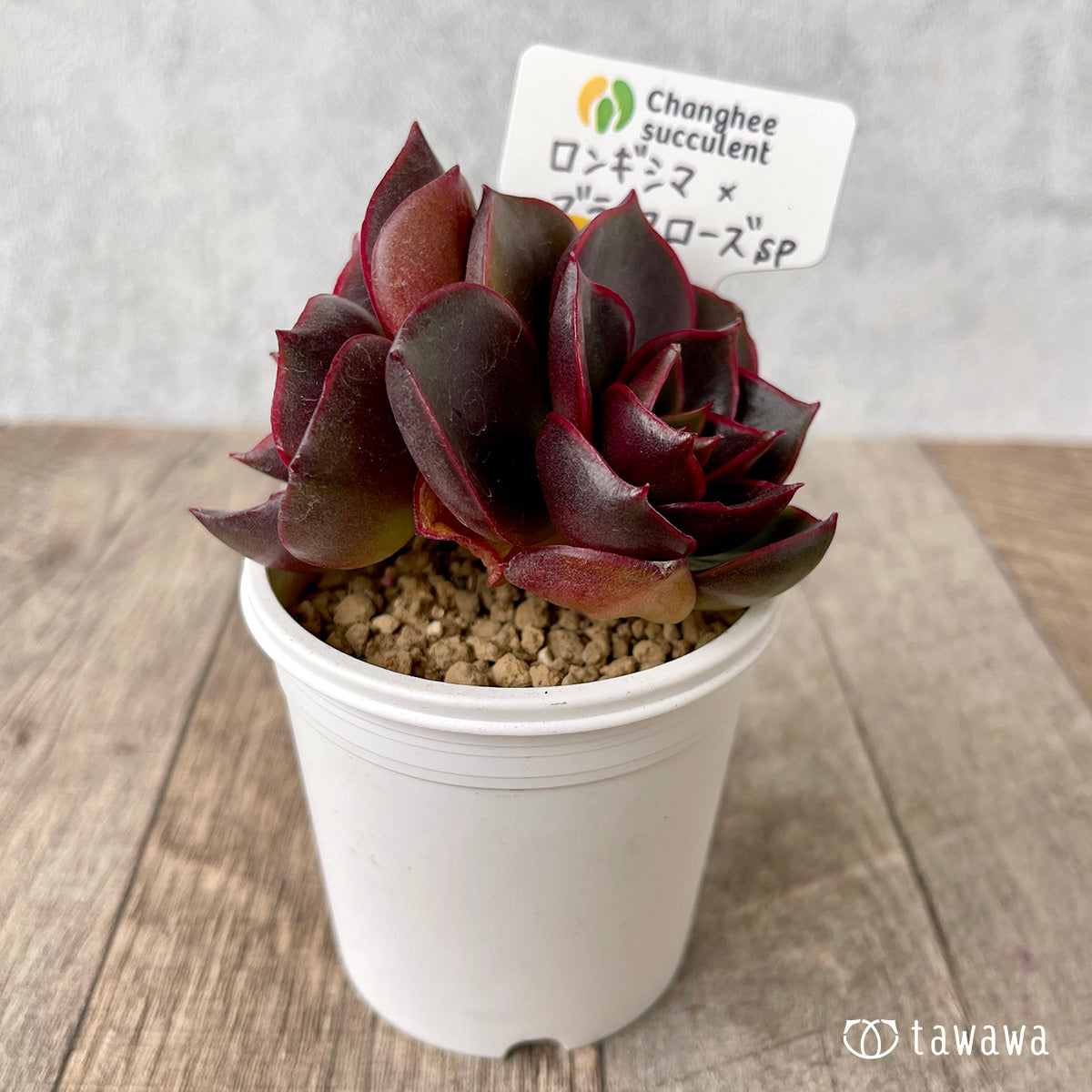 ロンギシマ × ブラックローズ sp【多頭】（チャンヒー農園苗） – 多肉