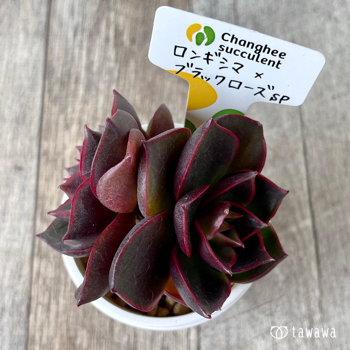 新入荷＊ ロンギシマ × ブラックローズ sp【多頭】（チャンヒー農園苗