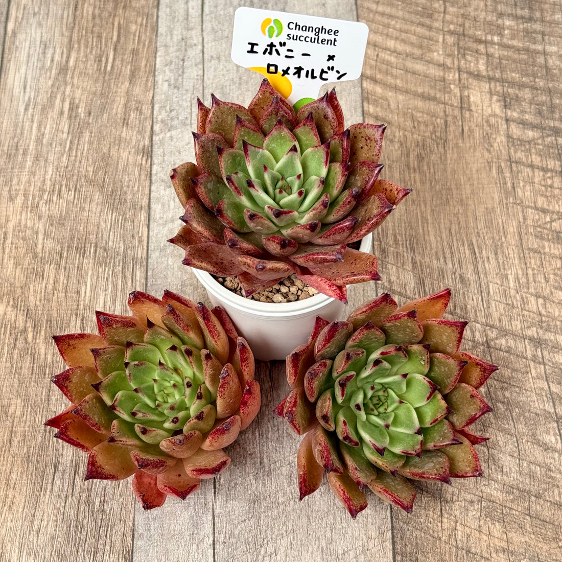 ＊新入荷＊　エボニー×ロメオルビン【大きめサイズ】（チャンヒー農園苗）