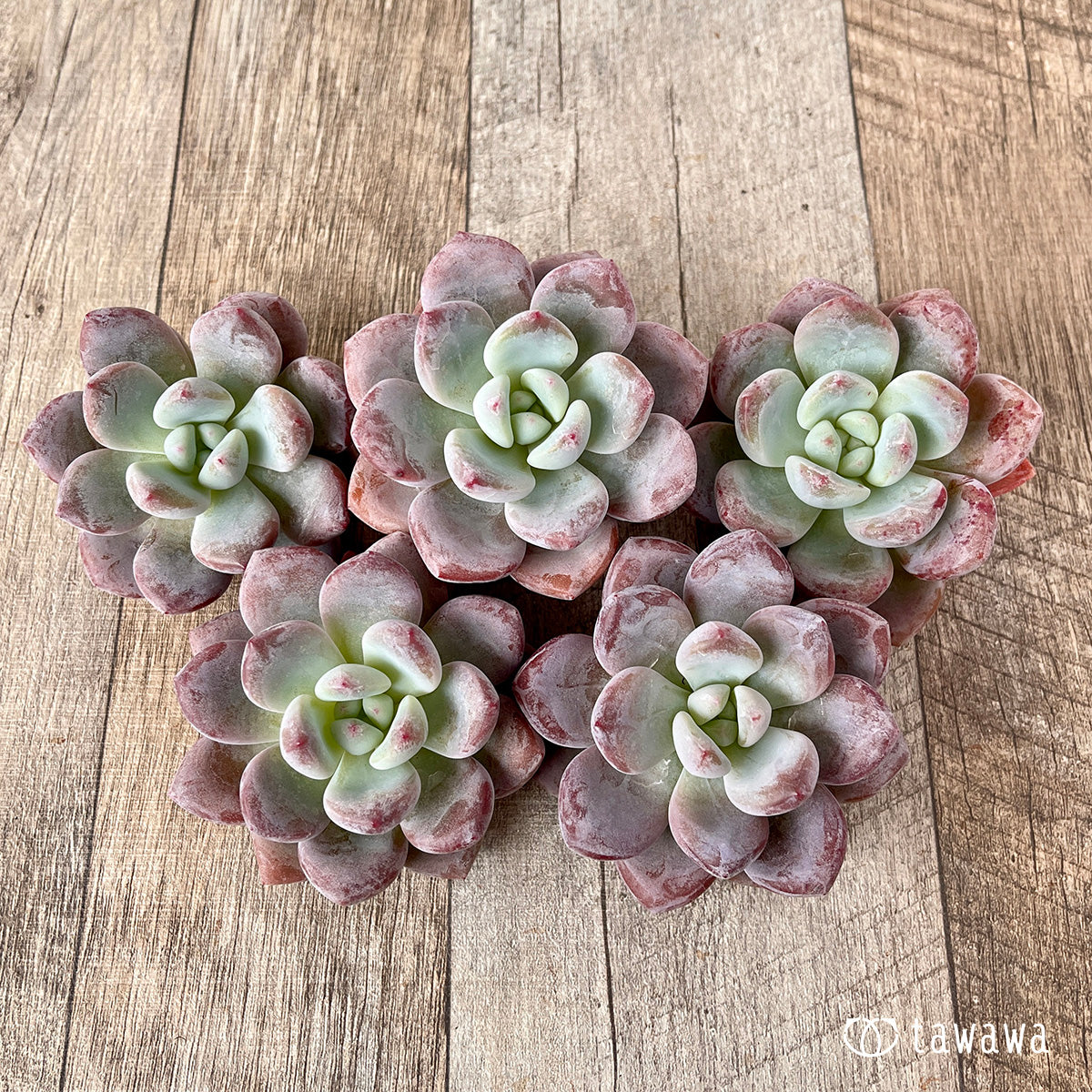 モンロークイーン 新入荷＊ モンロークイーン【単頭】 – 多肉植物の通販・販売サイト tawawa