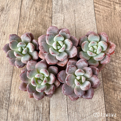 pansy (Viola tricolor hortensis)