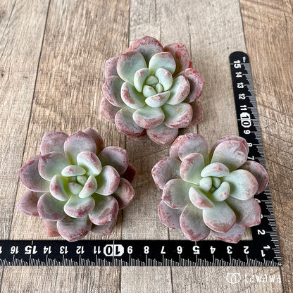 pansy (Viola tricolor hortensis)