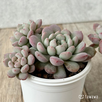 パールビーン（エアーマジック農園）【tawawaハウス苗】