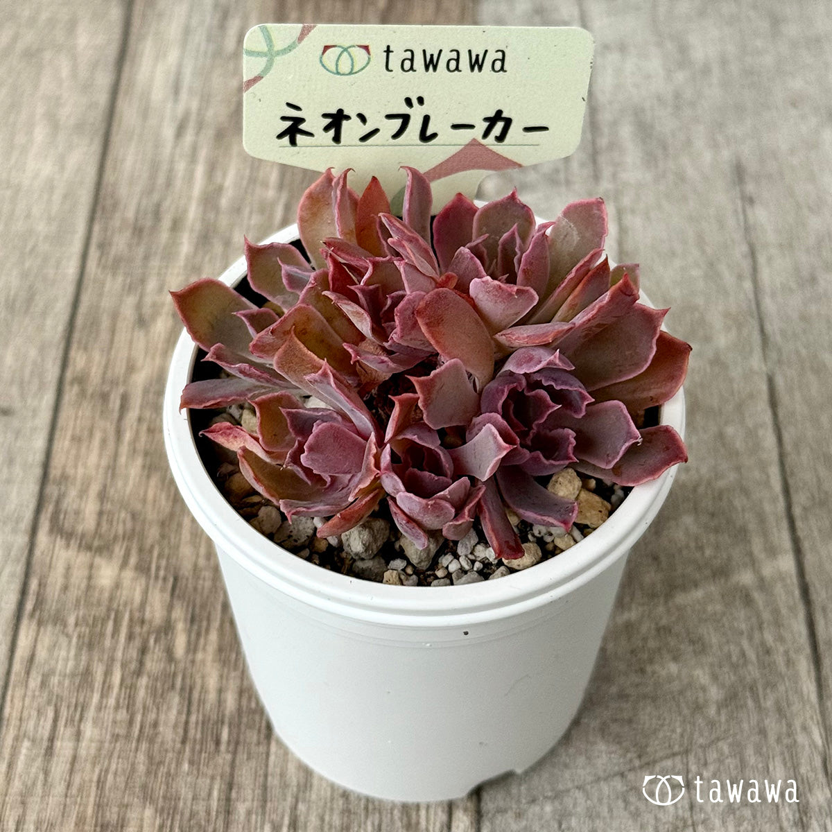 ネオンブレーカー【tawawaハウス苗】