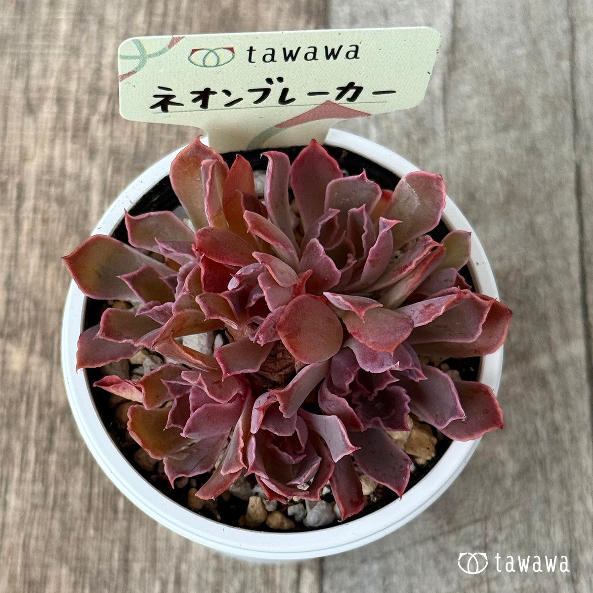 ＊新発売＊　ネオンブレーカー【tawawaハウス苗】