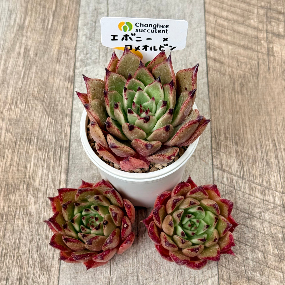 New Arrivals: Ice Green