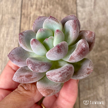 pansy (Viola tricolor hortensis)