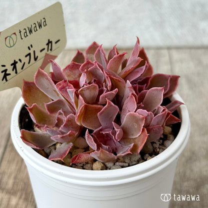 ＊新発売＊　ネオンブレーカー【tawawaハウス苗】