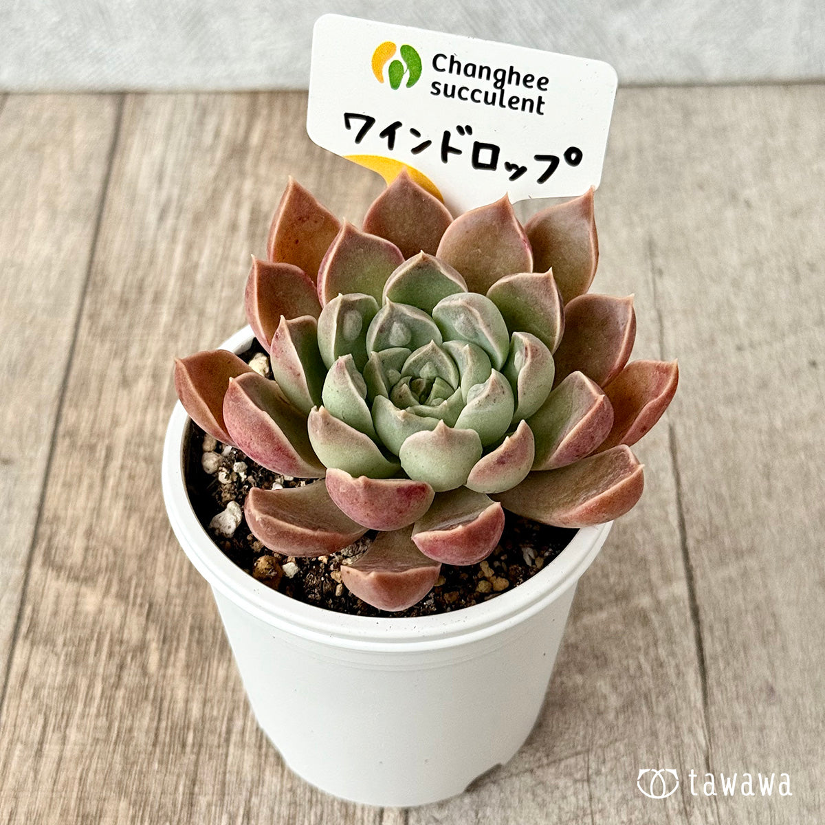 ワインドロップ（チャンヒー農園）【tawawaハウス苗】