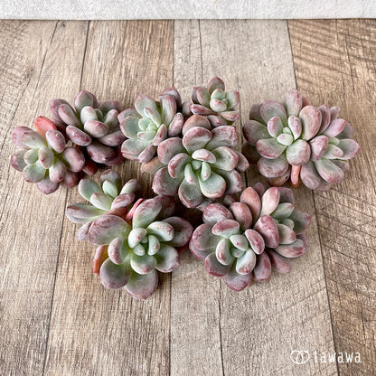 ＊新入荷＊　モンロークイーン【多頭】