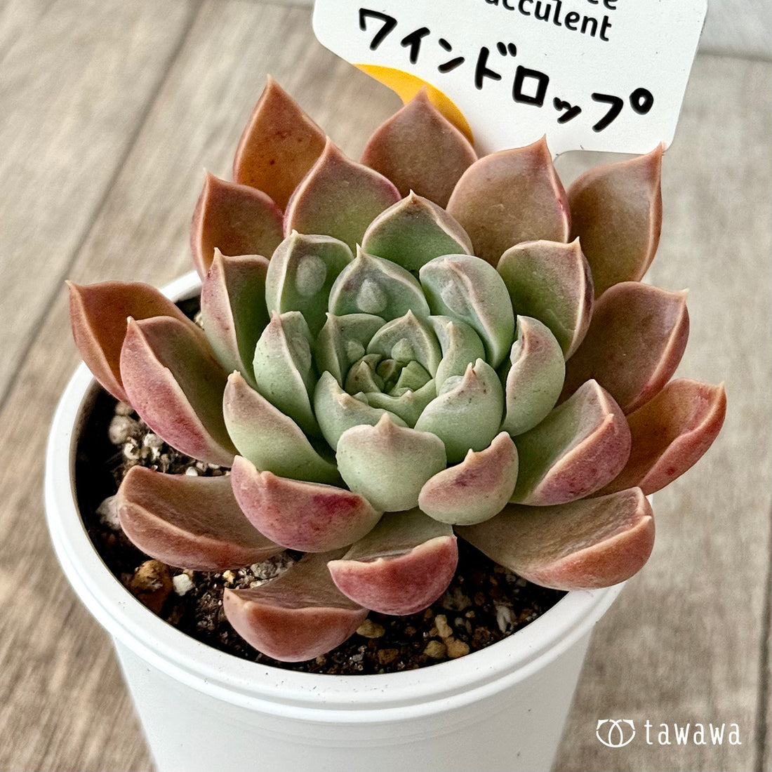 ワインドロップ(チャンヒー農園)【tawawaハウス苗】