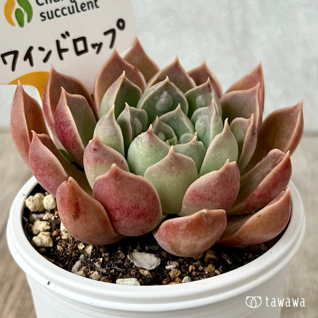 ワインドロップ（チャンヒー農園）【tawawaハウス苗】