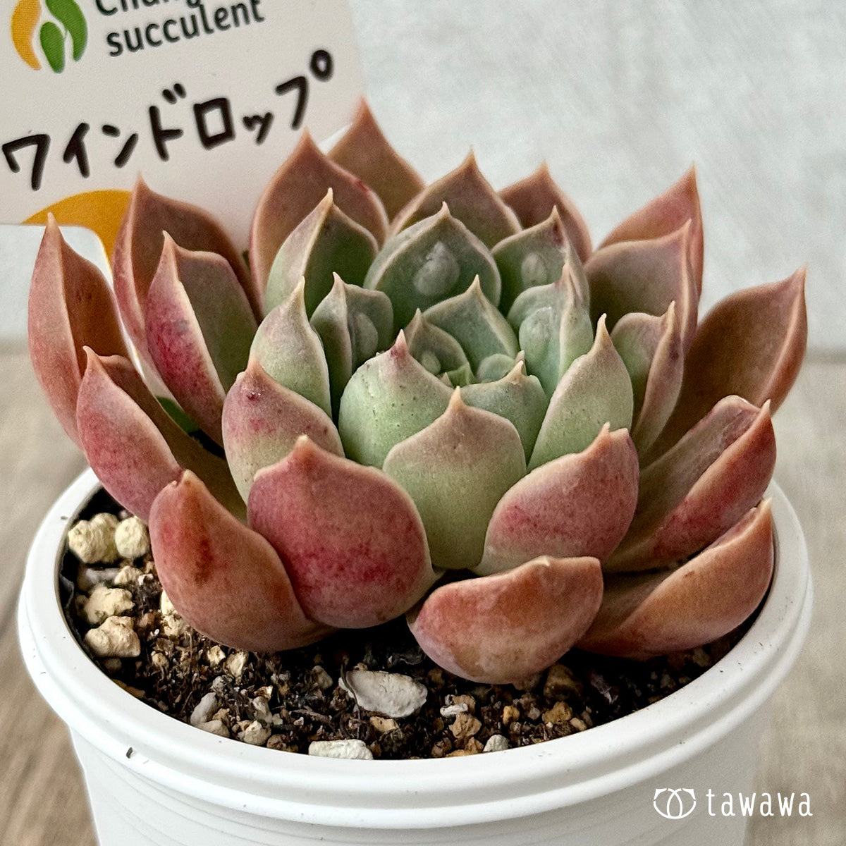 ワインドロップ（チャンヒー農園）【tawawaハウス苗】