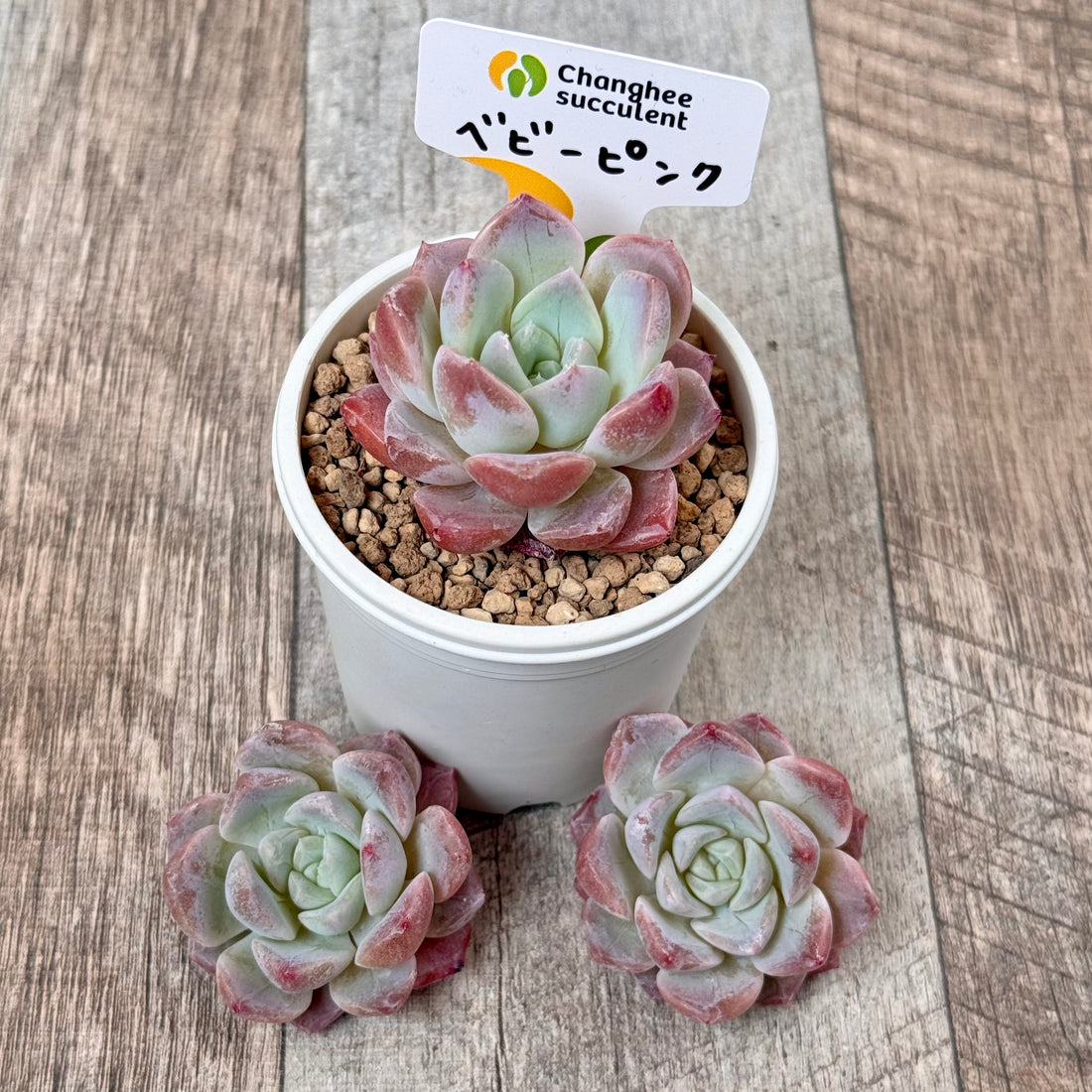 New Arrivals: Ice Green