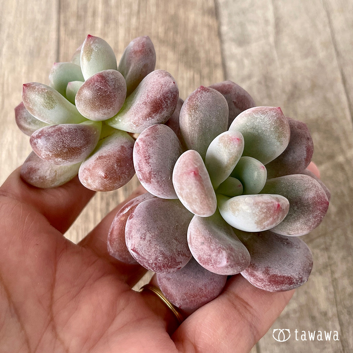 ＊新入荷＊　モンロークイーン【多頭】