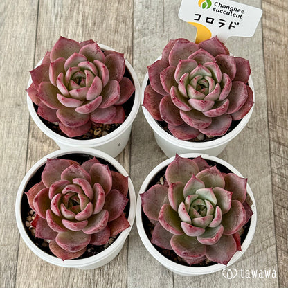 ＊新発売＊　コロラド（チャンヒー農園）【tawawaハウス苗】