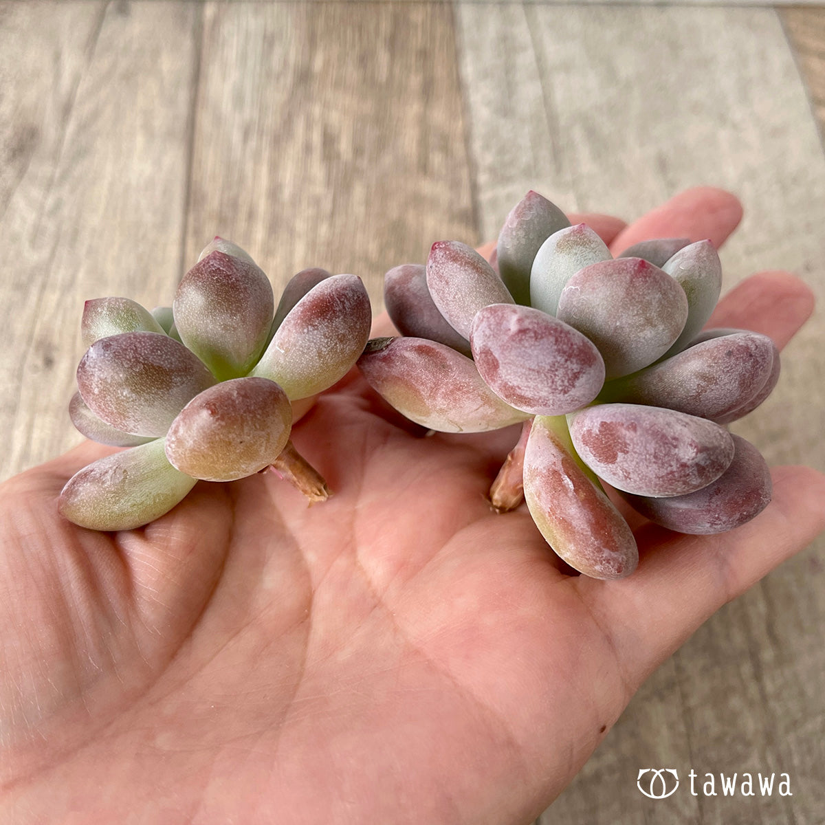 モンロークイーン《多頭》 – 多肉植物の通販・販売サイト tawawa