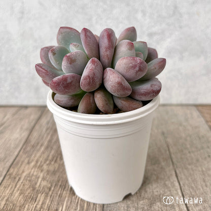 ＊新入荷＊　モンロークイーン【多頭】