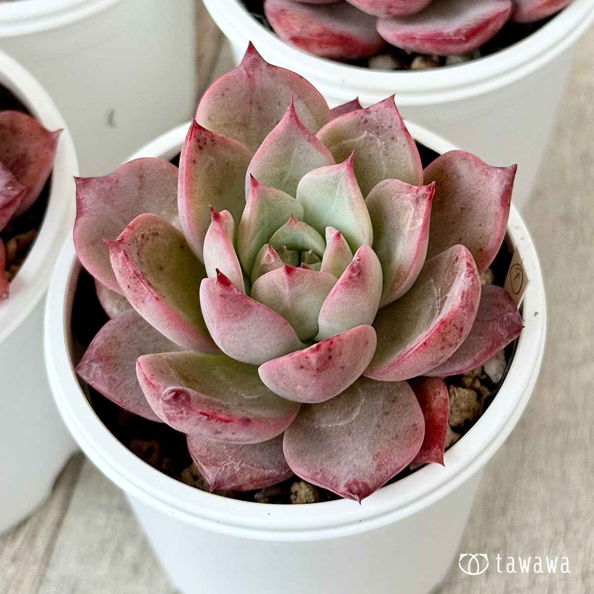 ＊新発売＊　コロラド（チャンヒー農園）【tawawaハウス苗】