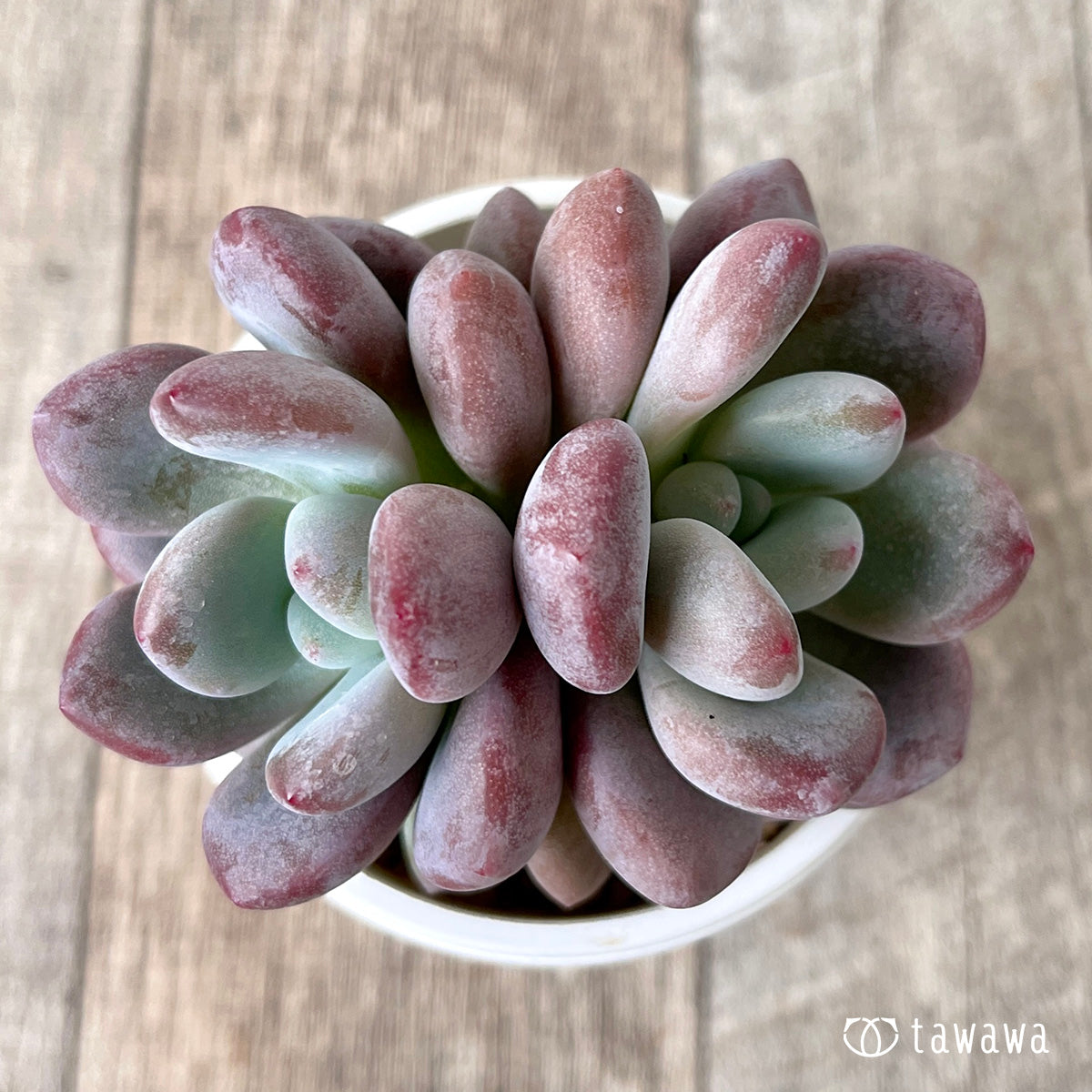 ＊新入荷＊　モンロークイーン【多頭】