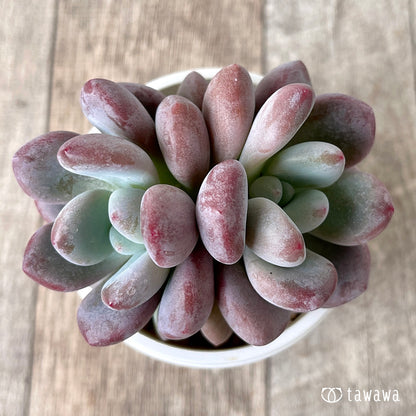 ＊新入荷＊　モンロークイーン【多頭】