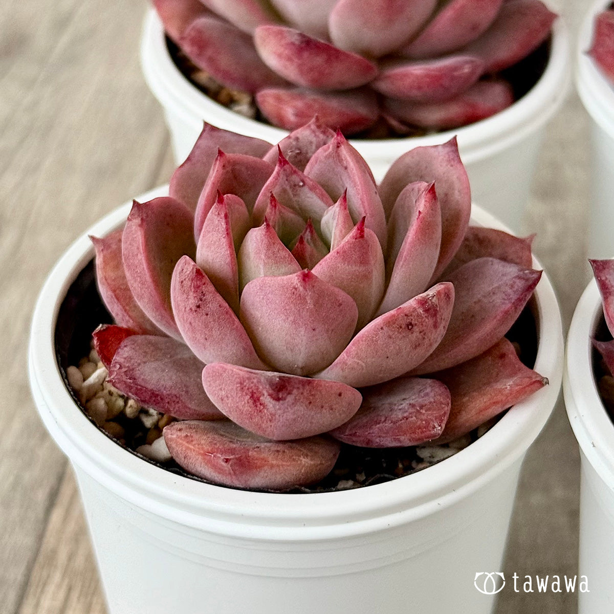 コロラド（チャンヒー農園）【tawawaハウス苗】 – 多肉植物の通販