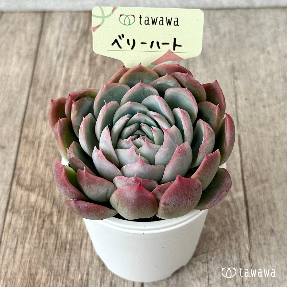 ベリーハート（エアーマジック農園）【tawawaハウス苗】