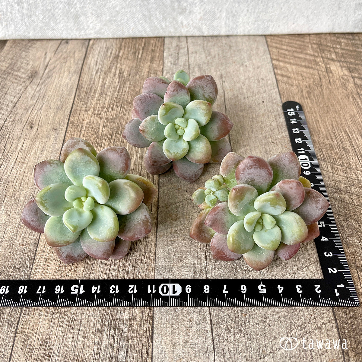 ＊新入荷＊　キャビア