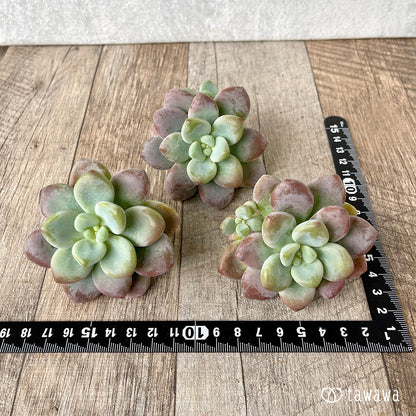 ＊新入荷＊　キャビア