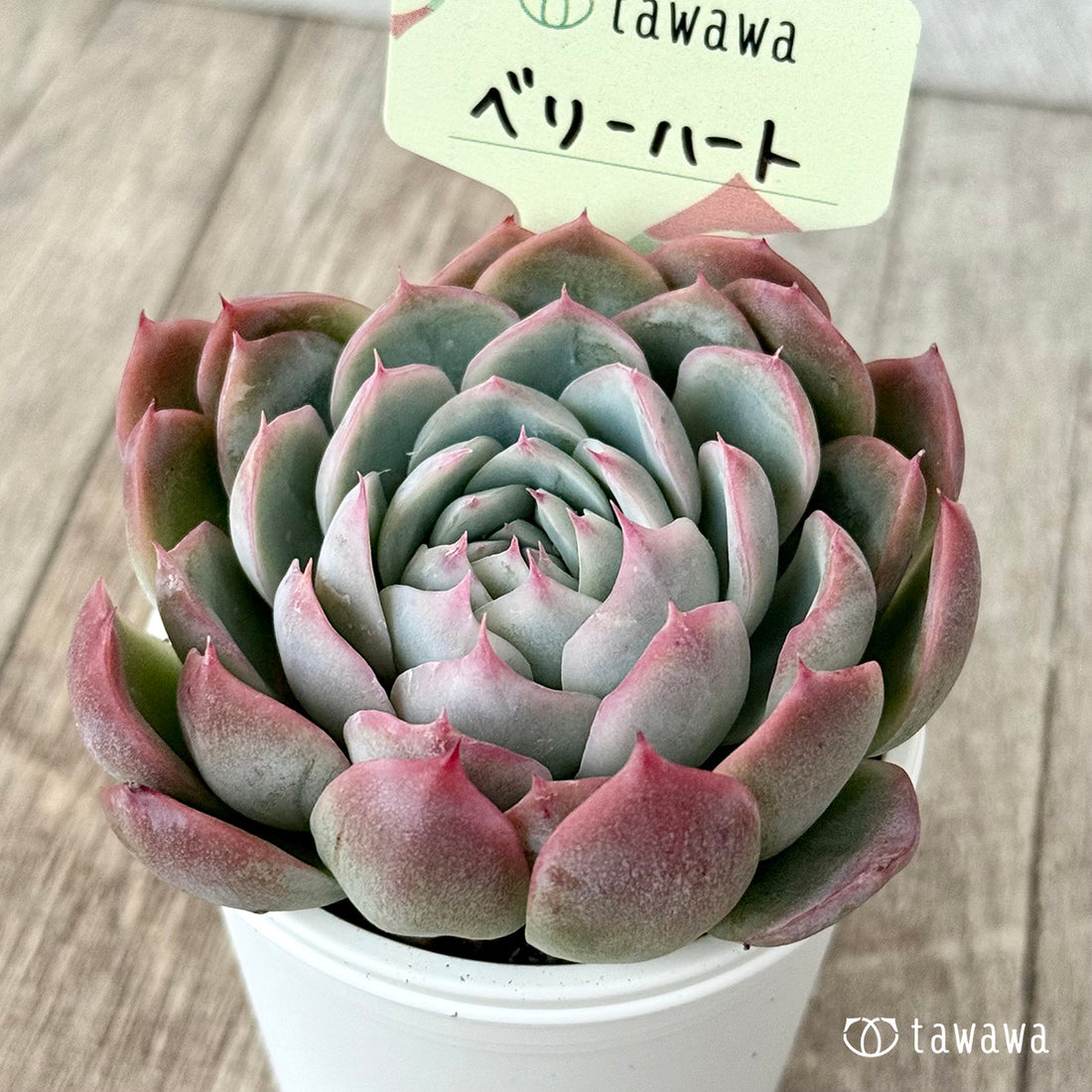 *新発売* ベリーハート(エアーマジック農園)【tawawaハウス苗】