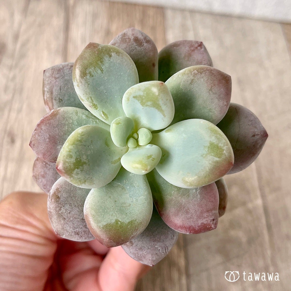 ＊新入荷＊　キャビア