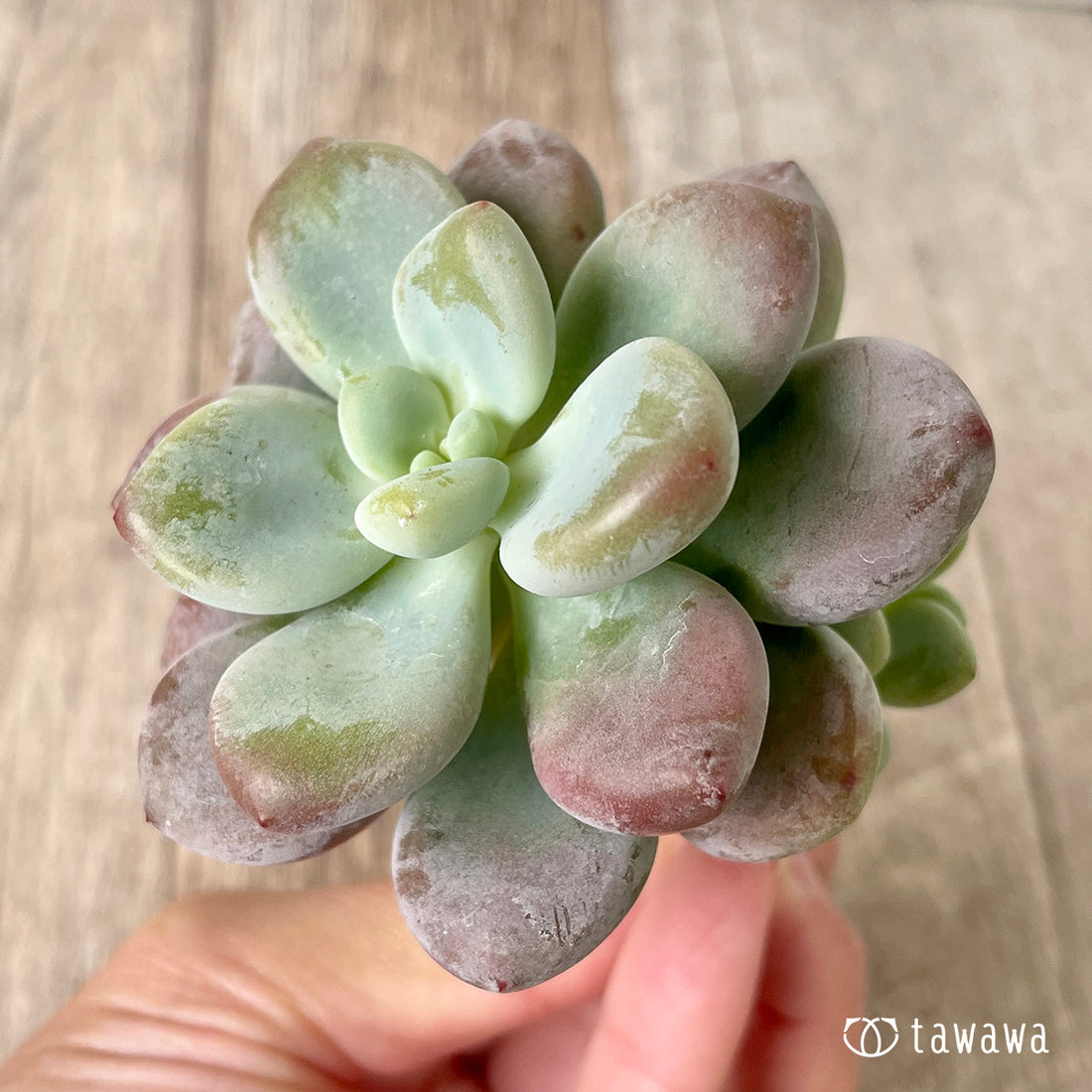 ＊新入荷＊　キャビア