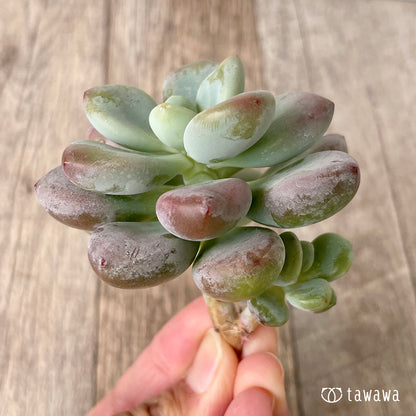 ＊新入荷＊　キャビア