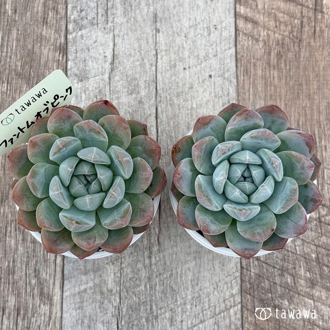 ファントムオブピンク 【tawawaハウス苗】