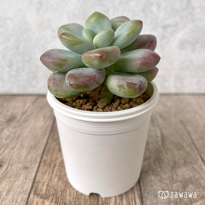 ＊新入荷＊　キャビア