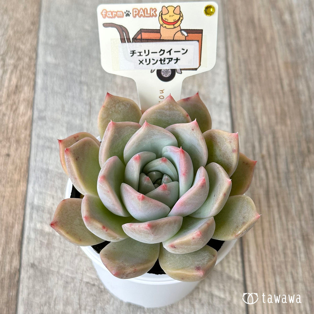 【ファームパルク苗】チェリークイーン×リンゼアナ