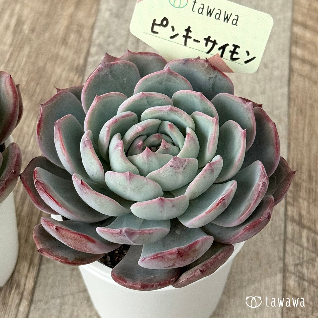 ピンキーサイモン（エアーマジック農園）【tawawaハウス苗】