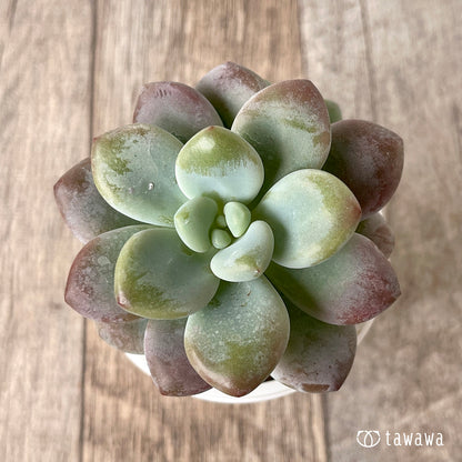 ＊新入荷＊　キャビア