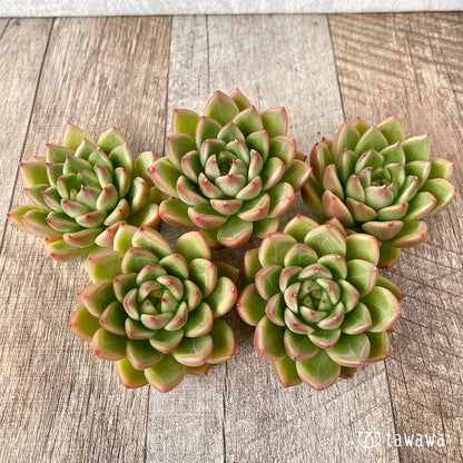 ＊新入荷＊　マルグウンアイ