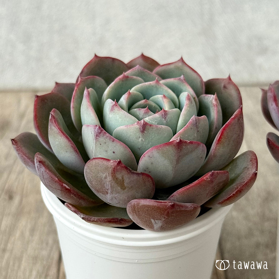 ピンキーサイモン（エアーマジック農園）【tawawaハウス苗】