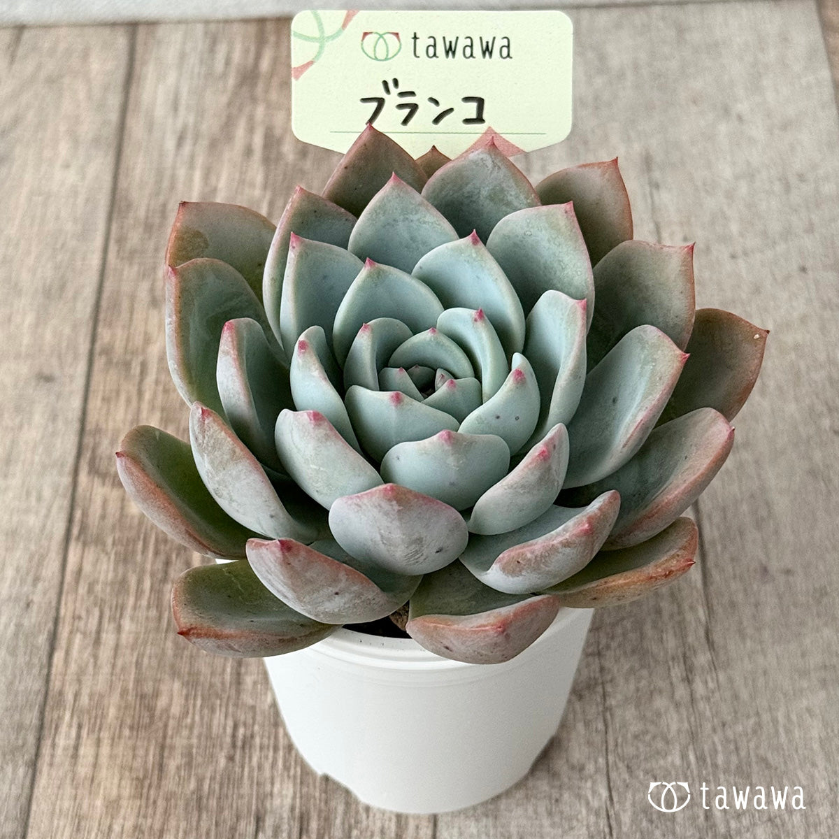 Blanco (Air Magic Farm) [Tawawa House Seedling]