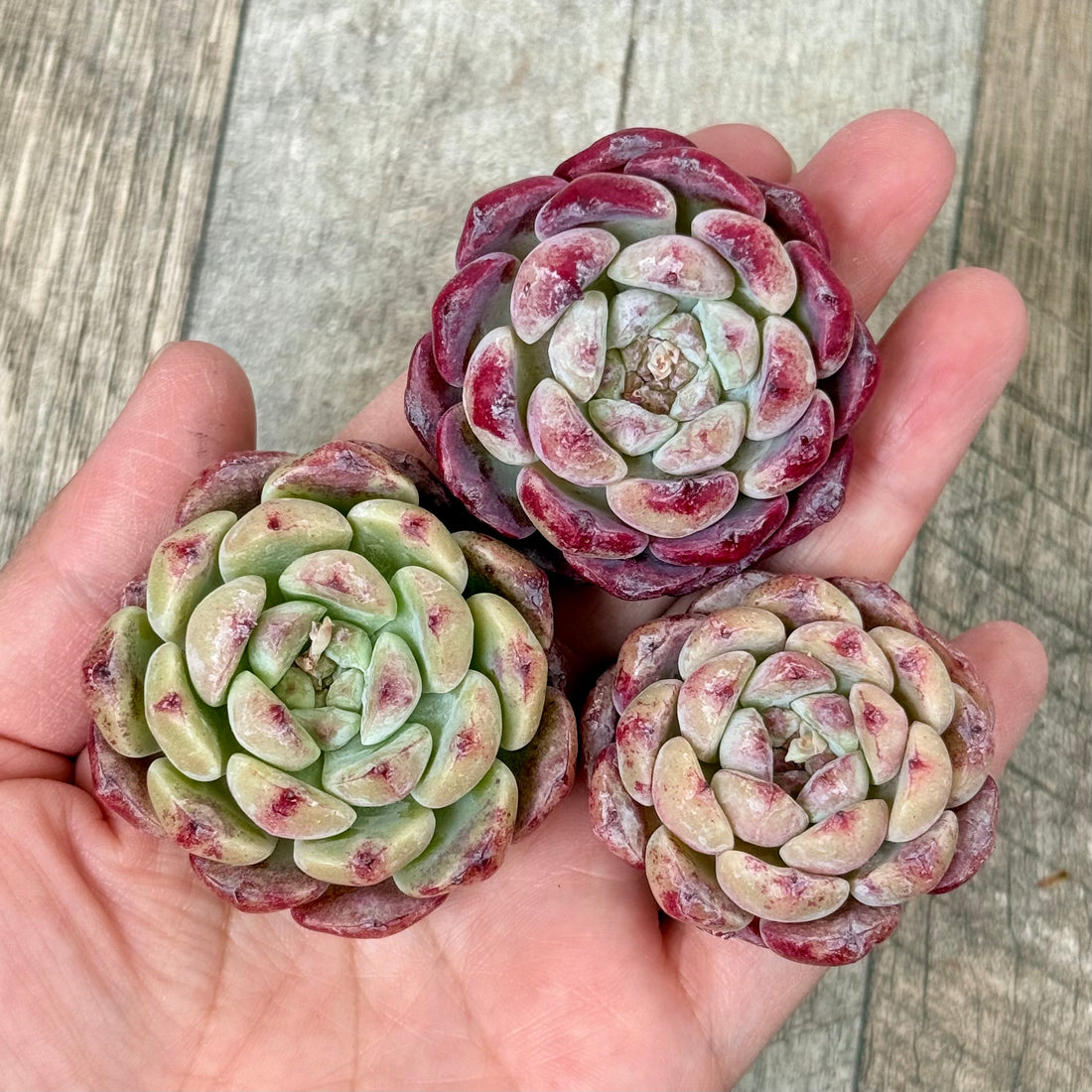 New Arrivals: Ice Green