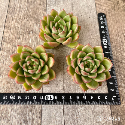 ＊新入荷＊　マルグウンアイ