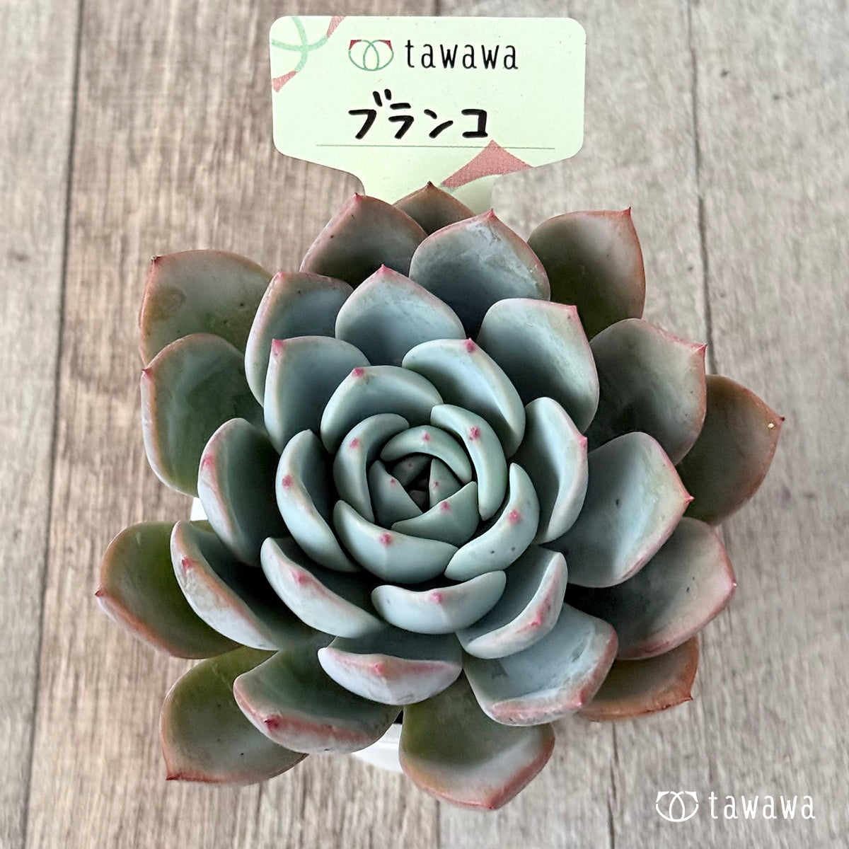 Blanco (Air Magic Farm) [Tawawa House Seedling]