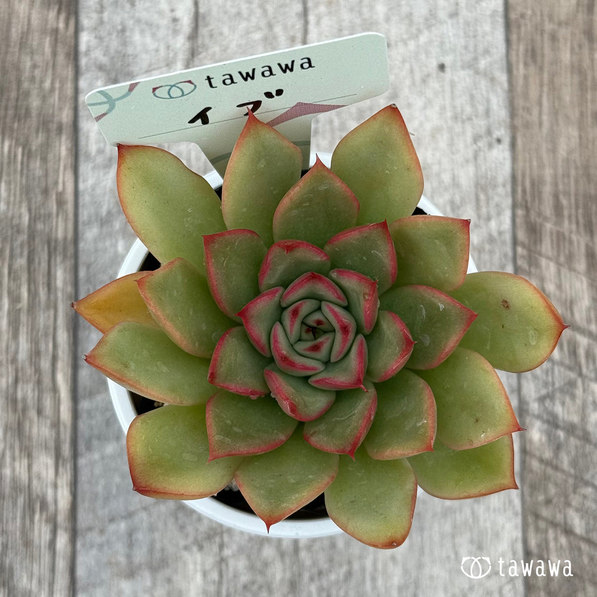 多肉植物 韓国苗 Echeveria0120-MDH-295MIX 名無し 30個 岡山在庫  2/3発送(サボテン)｜売買されたオークション情報、yahooの商品情報をアーカイブ公開 - オークファン サボテン